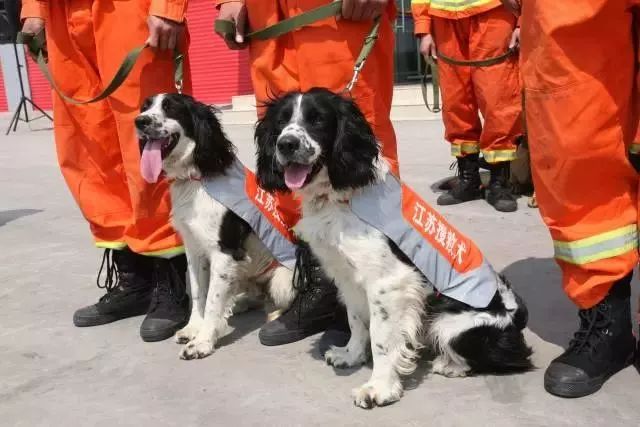 再见小英雄！67只汶川地震搜救犬已全部离世